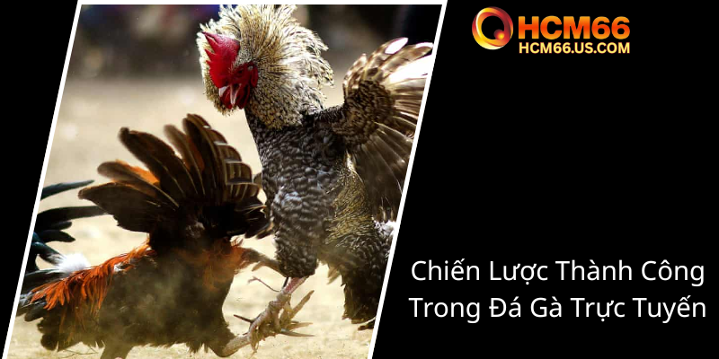Xem Đá Gà Trực Tuyến HCM66 - Trải Nghiệm Đỉnh Cao Của Đam Mê Thú Vị 3 Chien Luoc Thanh Cong Trong Da Ga Truc Tuyen0