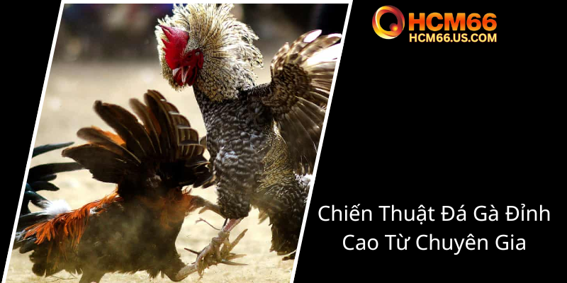 Đá Gà - Sân Chơi Trực Tuyến Đẳng Cấp Cùng HCM66 Tối Ưu Trải Nghiệm 3 Chien Thuat Da Ga Dinh Cao Tu Chuyen Gia0
