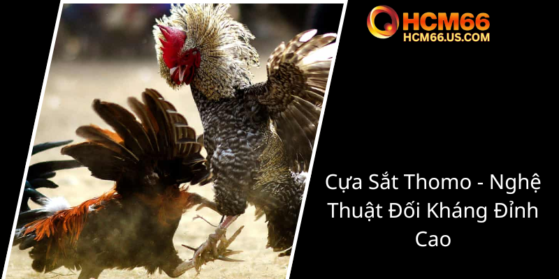 Trực Tiếp Đá Gà Cựa Sắt Thomo - Đẳng Cấp Chiến Trường Online Tại HCM66 2 Cua Sat Thomo Nghe Thuat Doi Khang Dinh Cao0