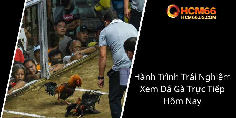 Xem Đá Gà Trực Tuyến HCM66 - Trải Nghiệm Đỉnh Cao Của Đam Mê Thú Vị 2 Hanh Trinh Trai Nghiem Xem Da Ga Truc Tiep Hom Nay0