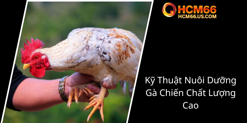 Đá Gà - Sân Chơi Trực Tuyến Đẳng Cấp Cùng HCM66 Tối Ưu Trải Nghiệm 2 Ky Thuat Nuoi Duong Ga Chien Chat Luong Cao0