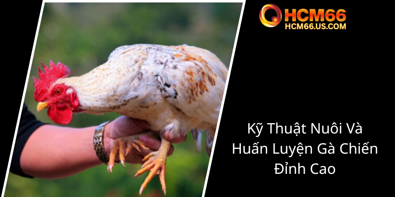 Đá Gà Chọi Trực Tiếp - Trải Nghiệm Đẳng Cấp Tại HCM66 Và Hội Chơi Gà Online 2 Ky Thuat Nuoi Va Huan Luyen Ga Chien Dinh Cao0