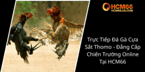 Truc Tiep Da Ga Cua Sat Thomo Dang Cap Chien Truong Online Tai Hcm660