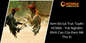 Xem Da Ga Truc Tuyen Hcm66 Trai Nghiem Dinh Cao Cua Dam Me Thu Vi0